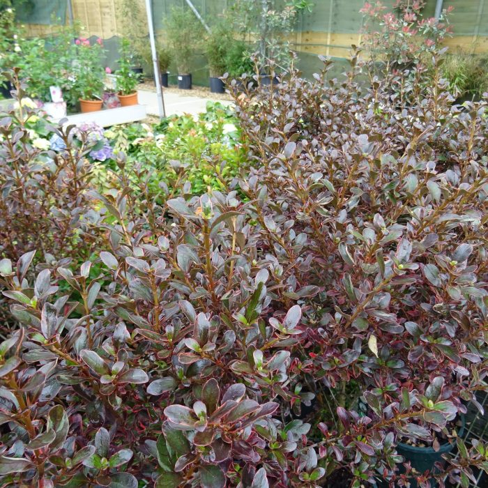 ce61ae8d1e85a25c9fbcaa43978833e9.jpg 8cf2ffff-4f58-4572-9a45-55cbd537f4ff