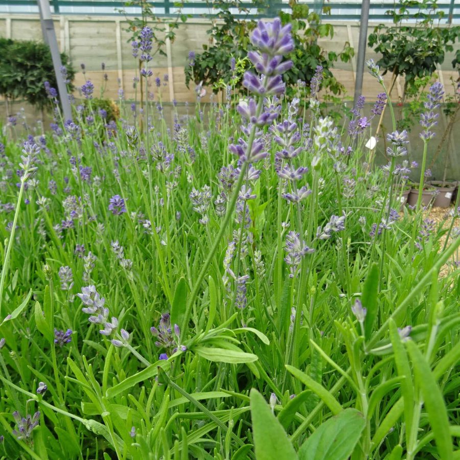 Lavandula Angustifolia Munstead 2ltr ⋆ Cuckoo Bridge Nursery And Farm Shop 5937