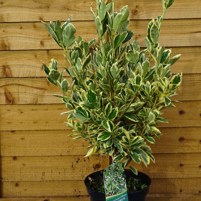 8c7c62f1-020c-4edc-89ff-4115d0aec513