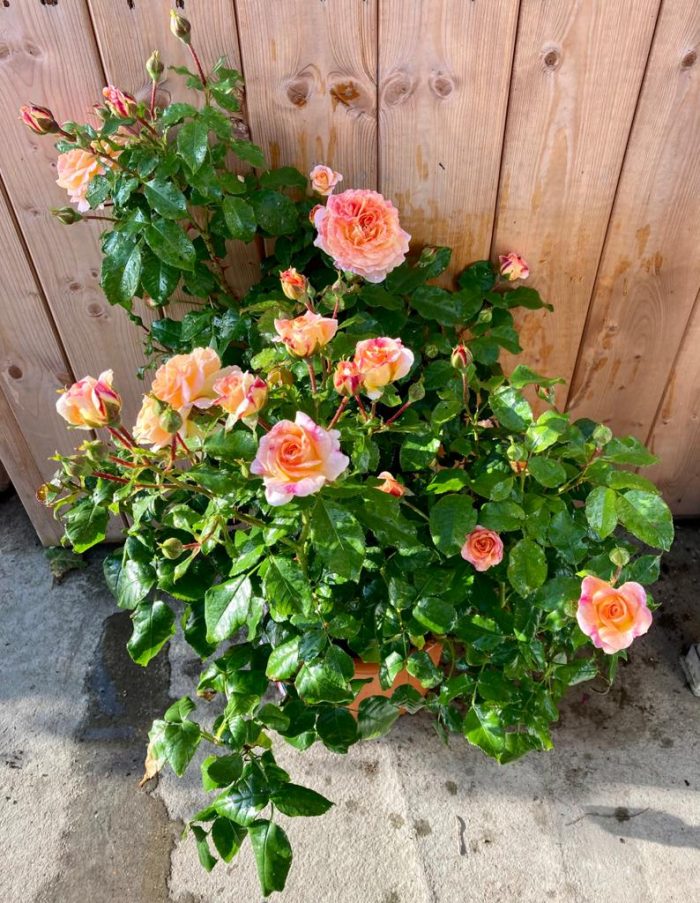 8bba050c-7738-4958-ac54-0148d12a5590