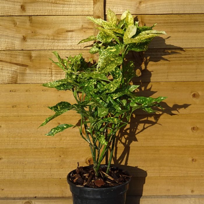 77edbdb7-9518-46cf-ac55-8eece5e4cede