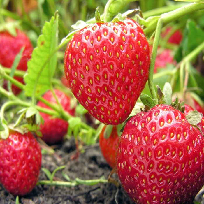 close-up of ripe strawberry 2cc2b935-b344-4a5d-813f-dbce4d2f0713