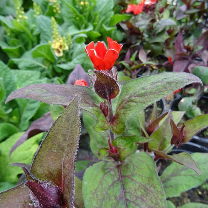 ad00e164-77df-44ce-bdc4-3cf600a71c8c