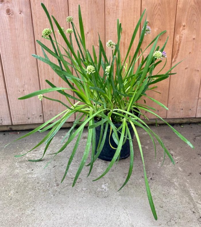 ec0397e9-d219-4198-beae-605a30331e8e