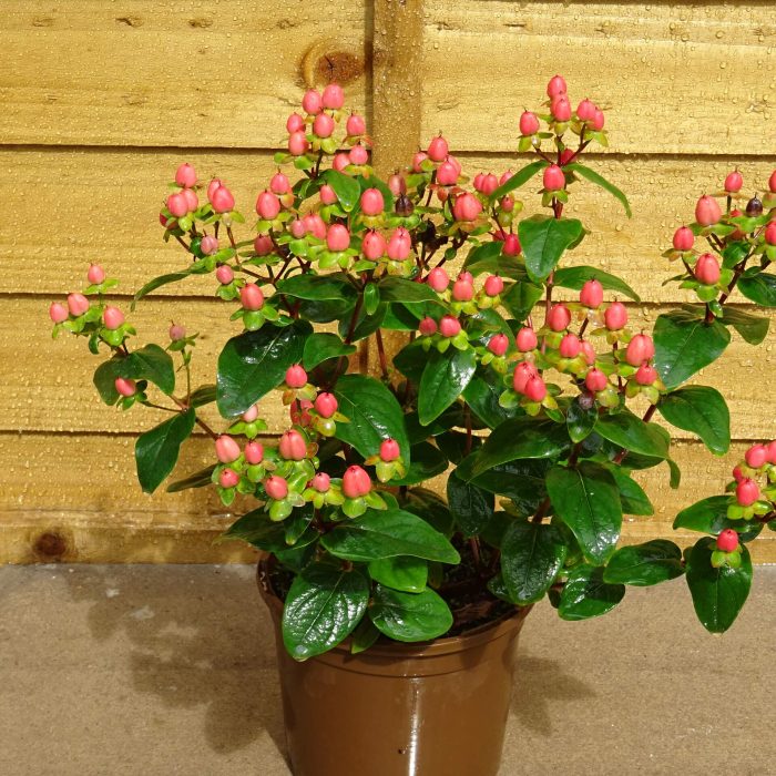 d3909809d1a6a1f71ab8c7ce49dab4ad.jpg 10708d86-3e6d-4353-89e2-3889e71886d3