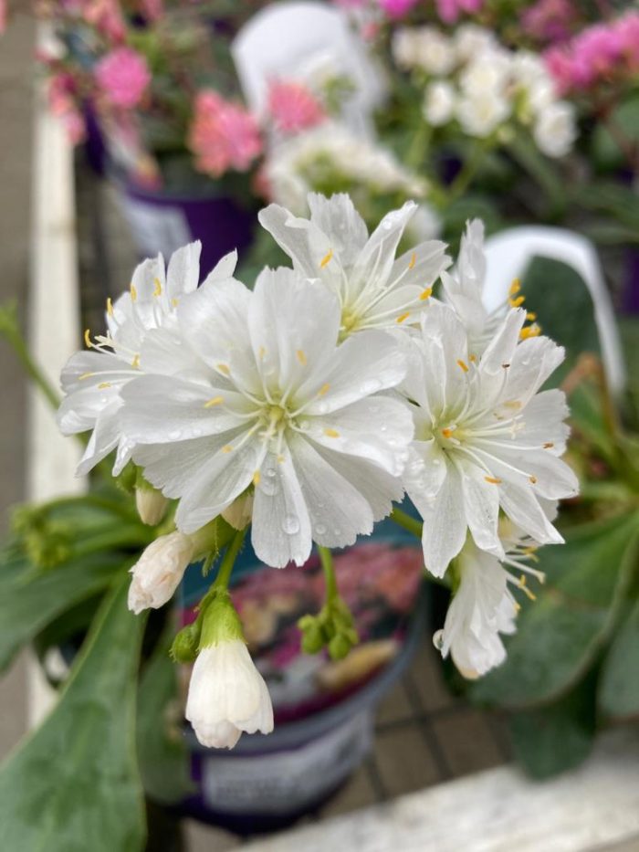 d3a66899fcf5b19fdbf354d40ab970ab.jpg 272c4917-13e4-4e90-a70b-5d9d991b7ed8