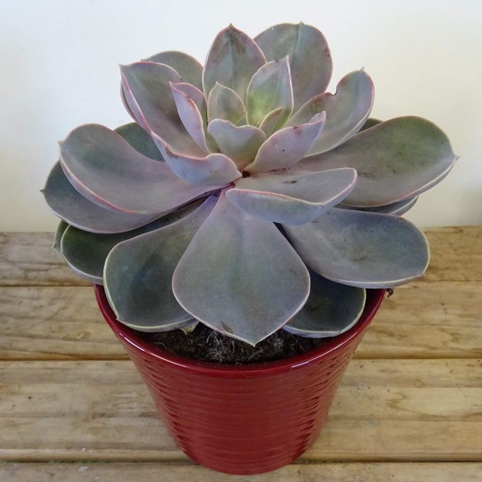 d4441b9ab52a5de218ba2e9f5582cc4e.jpg 2f42c6ad-59b9-4ffd-b405-48b65f55ec75