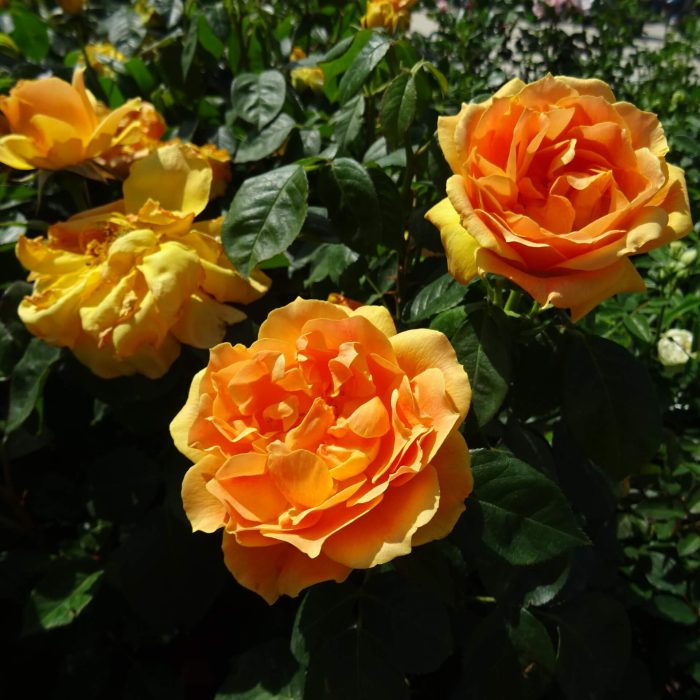 89c21e7e-9b45-43a9-ac35-c31de30d8673