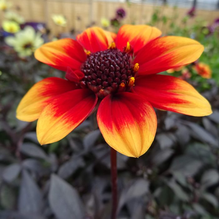 ffb97c37-b757-4729-aa5f-8c4a67de3238