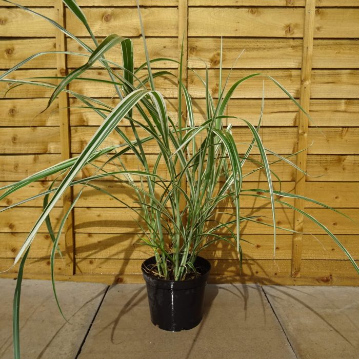 de3175ab-8c80-4348-91b3-f11d2265d4a0