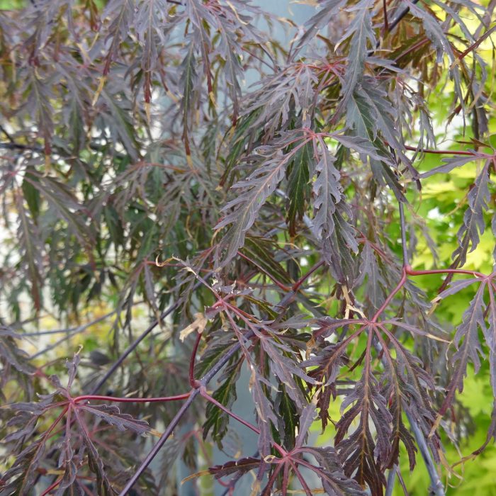 cbbd6429-874d-4686-a190-7e2696f20bbd