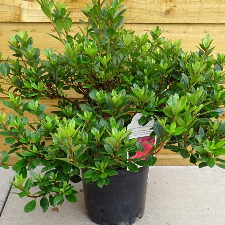 6abd8736-6c96-4e4d-b92d-9f36a512b4c2