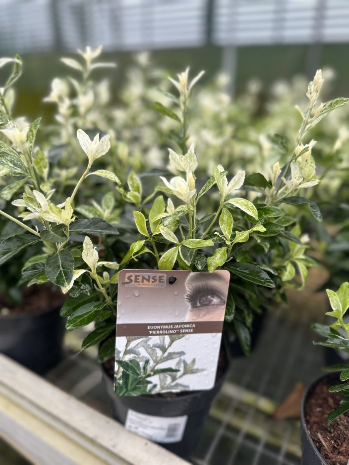 daf063e5593e13664f93ac56160632c9.jpeg 9792bcf8-b4cf-4810-bf8d-ed8c9dafae59