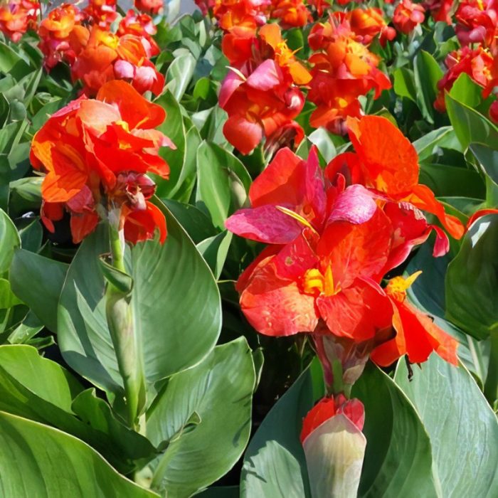 db54453cbc539146c777cc30b8ed9ea3.jpg bd38f1fc-e50a-4feb-b188-d3fdbc529c59