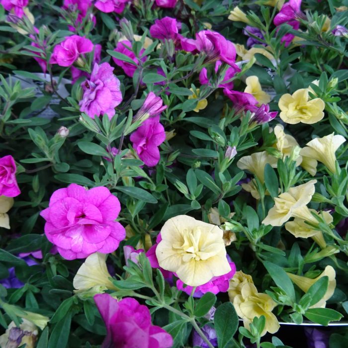 57665c8b-dfd8-4b7a-9a53-e40c35d9ab87