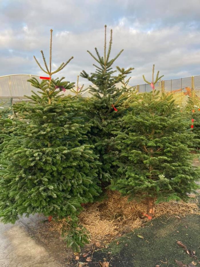 dbf740cbb191c5de84586402a1aa7c52.jpg 67dca8aa-13cd-47c5-a470-208d450cd667