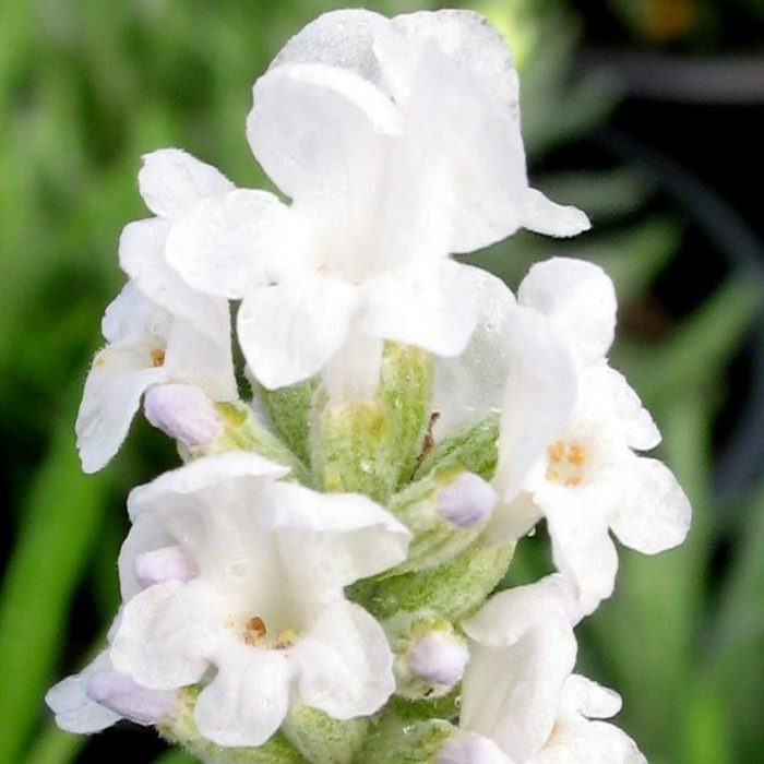 ddb4092dc5dfc50740366f546936115c.jpg 48a34cd1-518e-4508-8e5f-68d0bbf045ce