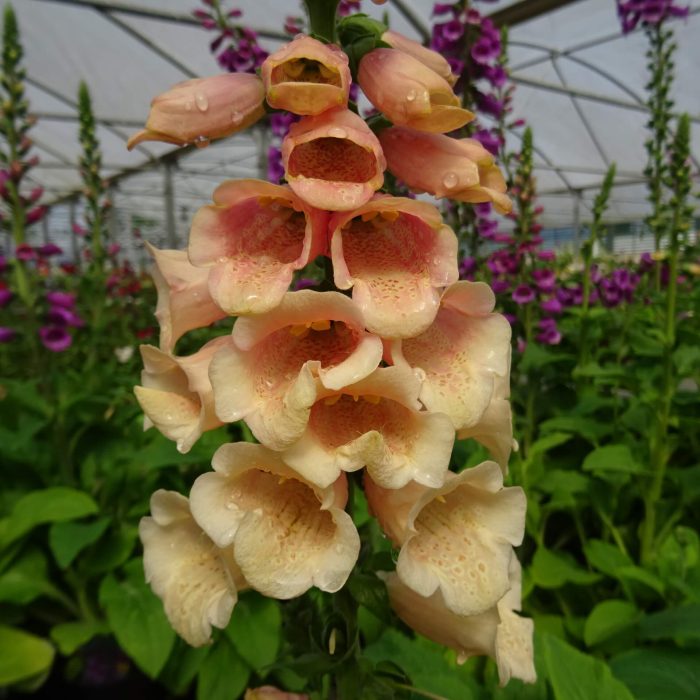 c6254fbe-bd73-431f-b089-f96181cdf547