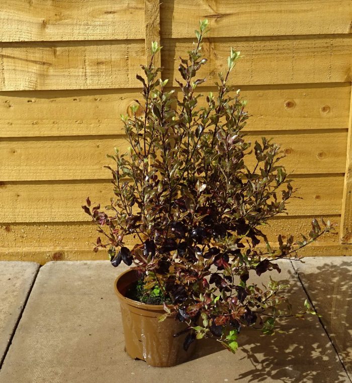 efd80aef-876c-48e7-a67b-d05fded38469