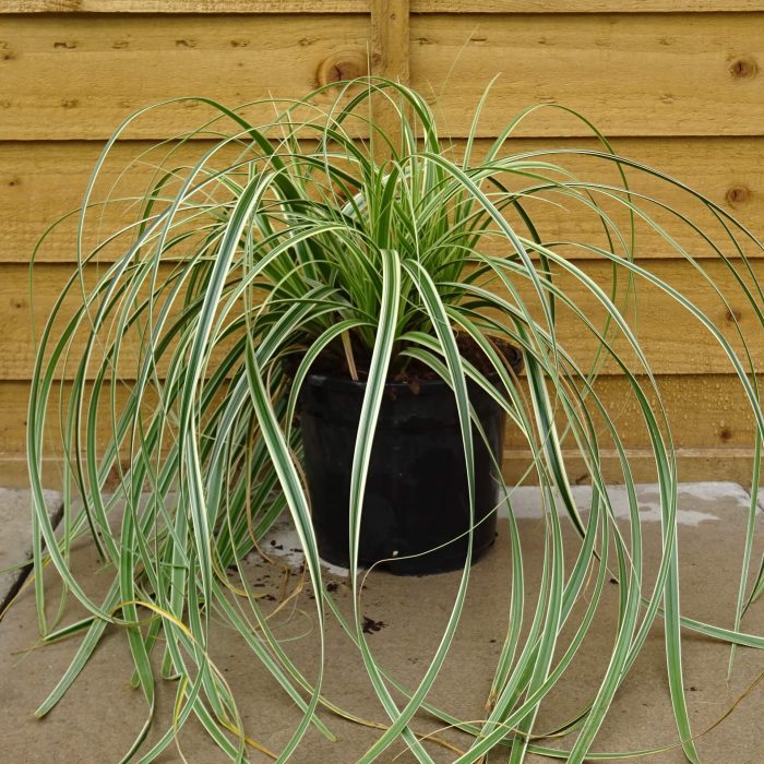 dfa18463806e5a23a1287a580be9bb91.jpg 168ba69f-7b91-4f49-a49d-b5cf3f66ff66