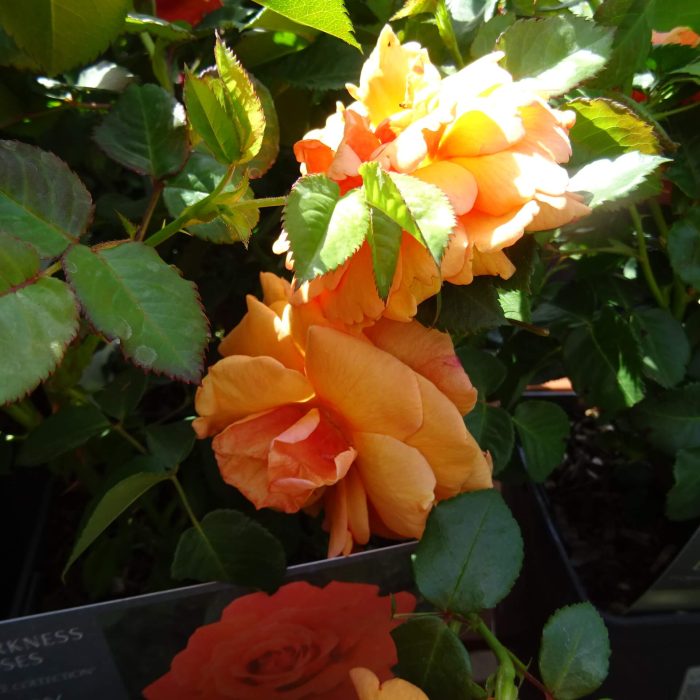 8193e4f5-11b4-4c0e-aa27-f60d54cb994e