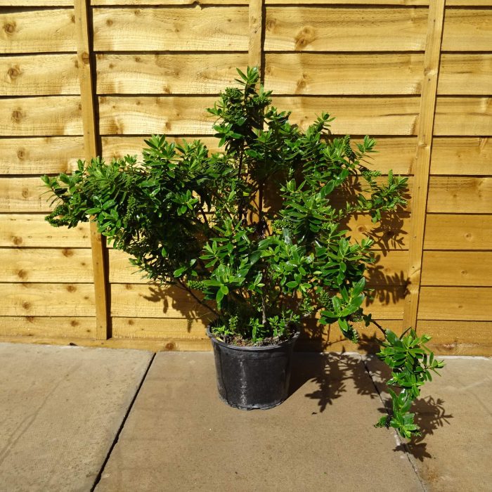 893fc918-ad92-4e3a-b333-9136e9c4a278