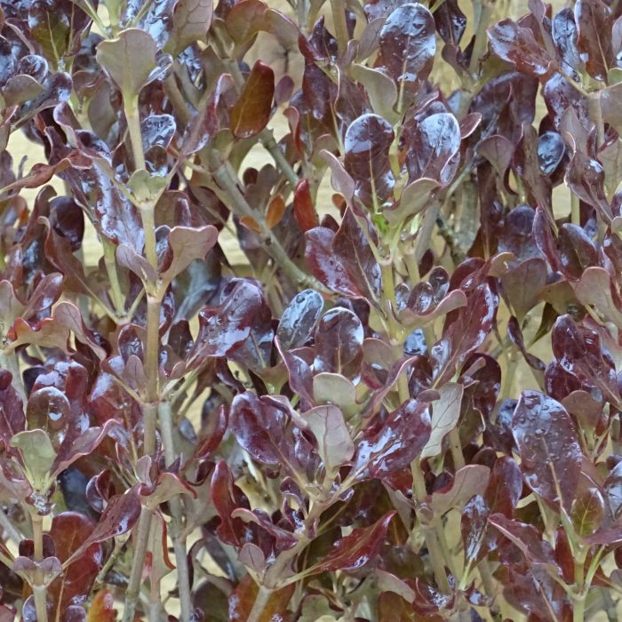 e2211e333ee8e90d5306d9c2ff58065a.jpg 7a2a98e2-d3c2-4c4f-8338-131bd5d899b8