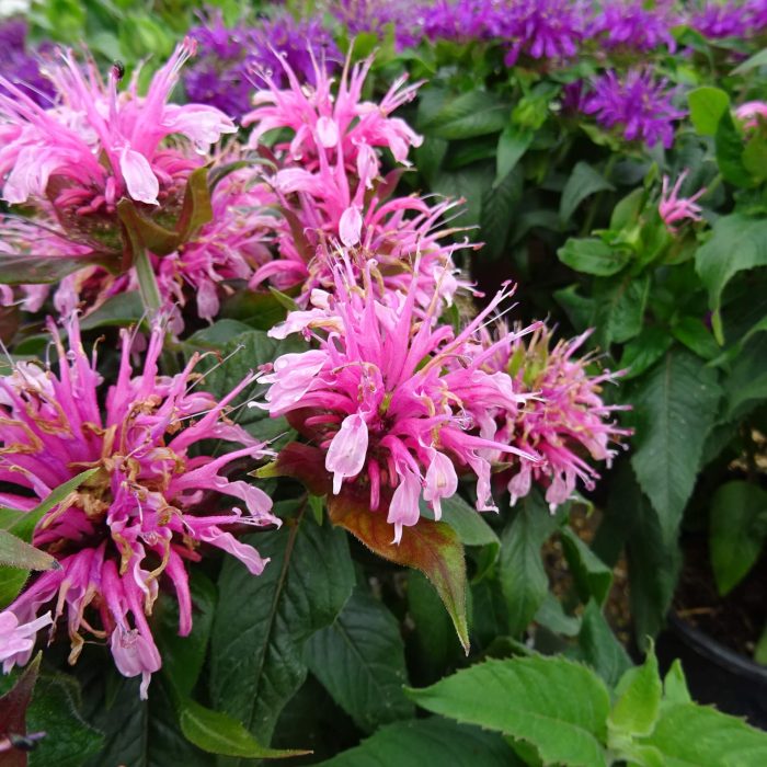 e2a08c6c583455f8f1445f93fbb737a9.jpg 9671283d-bad9-408f-99fb-cf429a80dacb