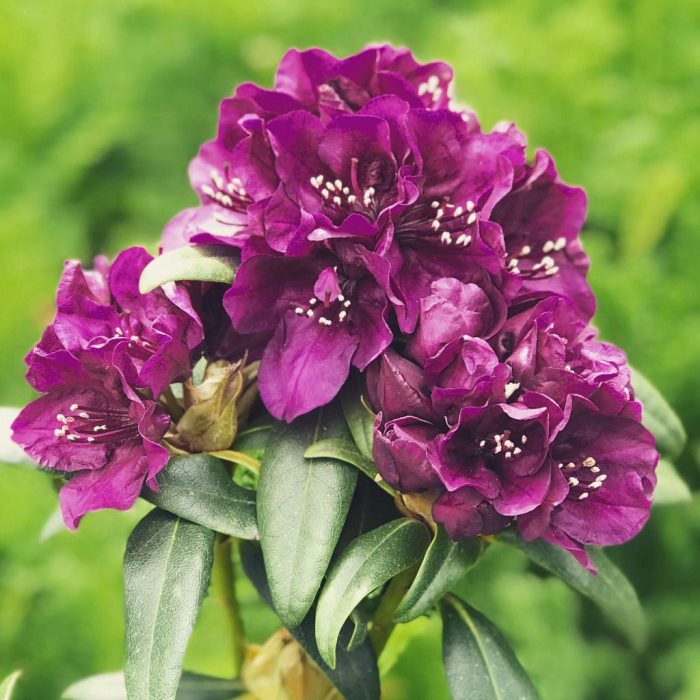 e3ae3bfc7ae837ab573cf04a602a1c66.jpg 43f91672-fb8c-49f2-b10a-2ed62badefdb