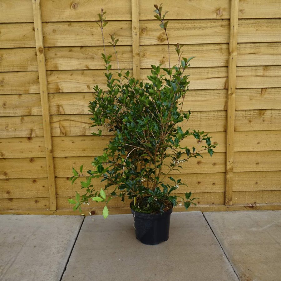 Osmanthus Purpurea (Dark Foliage) - 3 Ltr ⋆ Cuckoo Bridge Nursery ...