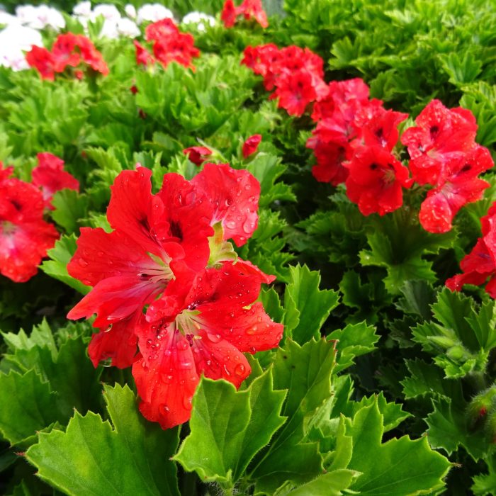 fa9e4f1e-ee57-403f-aaa7-42a61e973196