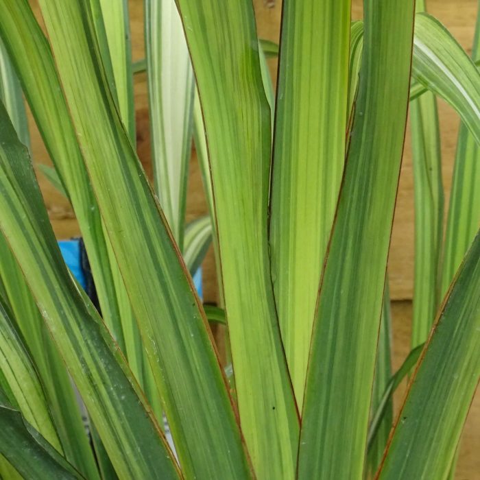 5f911e32-c11f-4a08-992c-da2c28b12410