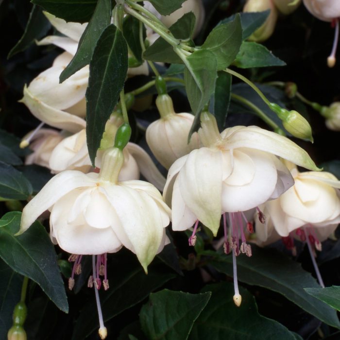 f41e161b-81cd-437c-9c34-9dfdf458fa32