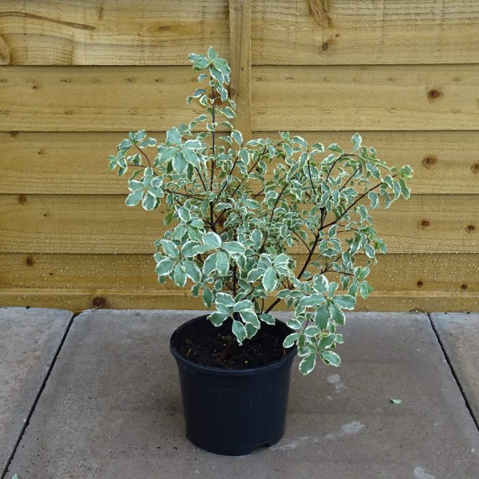 6ca19093-624a-4820-92b4-4a11a3de3802