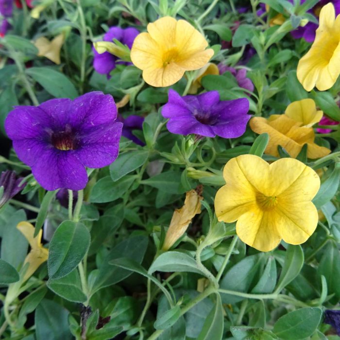 da3723dc-3555-4b26-baae-df3a2761c8b4