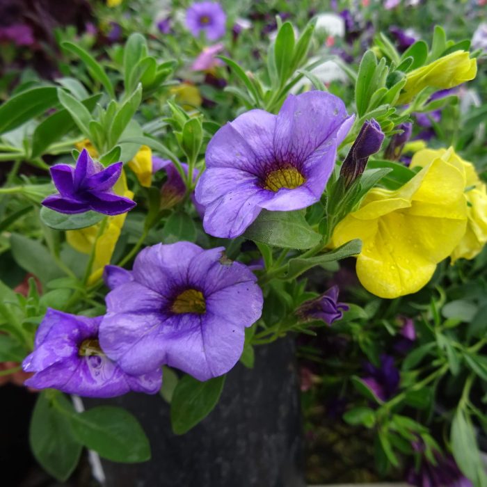 e76a54828c3ed152be664173107a761d.jpg 1a96d634-bd80-4c16-8a50-b69cea47a53d