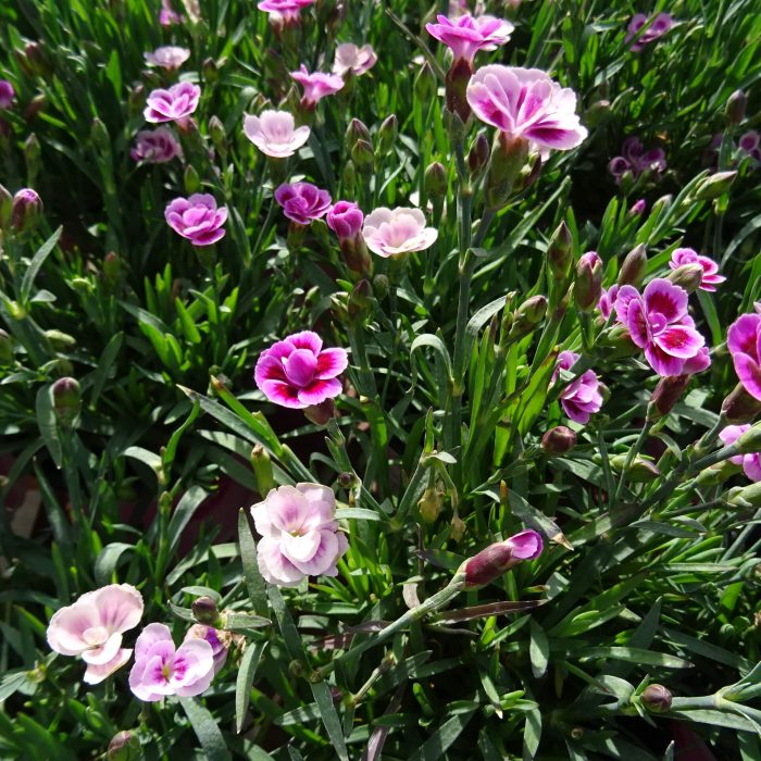 d2109aa1-261a-45c2-a7d7-b6b6476199a5