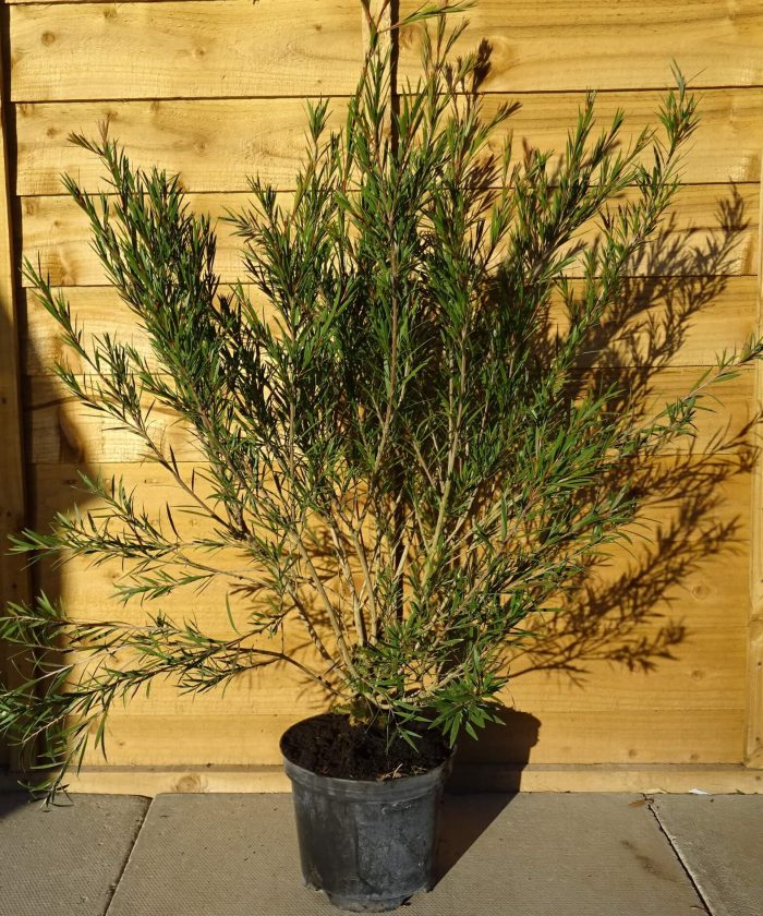 84c6a81c-2141-4479-ba5e-aa00d204b36a