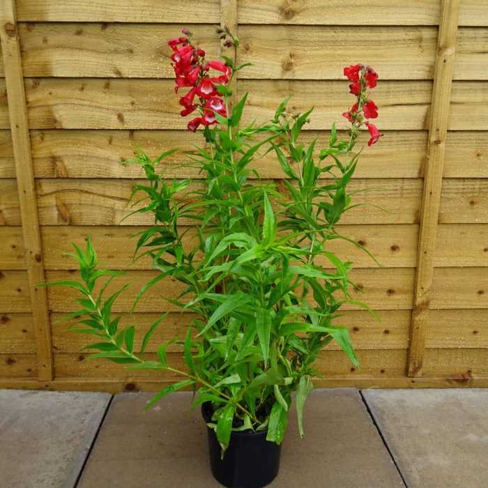 c0b290c7-a986-4acd-8901-d6584806ca55