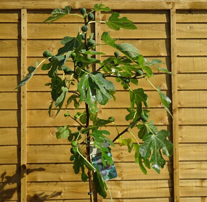 66e26e15-288f-424a-86f9-9fe993712cfd