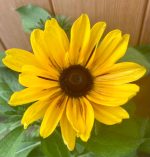 49594e0d-176d-4cd7-be83-274212d148bb