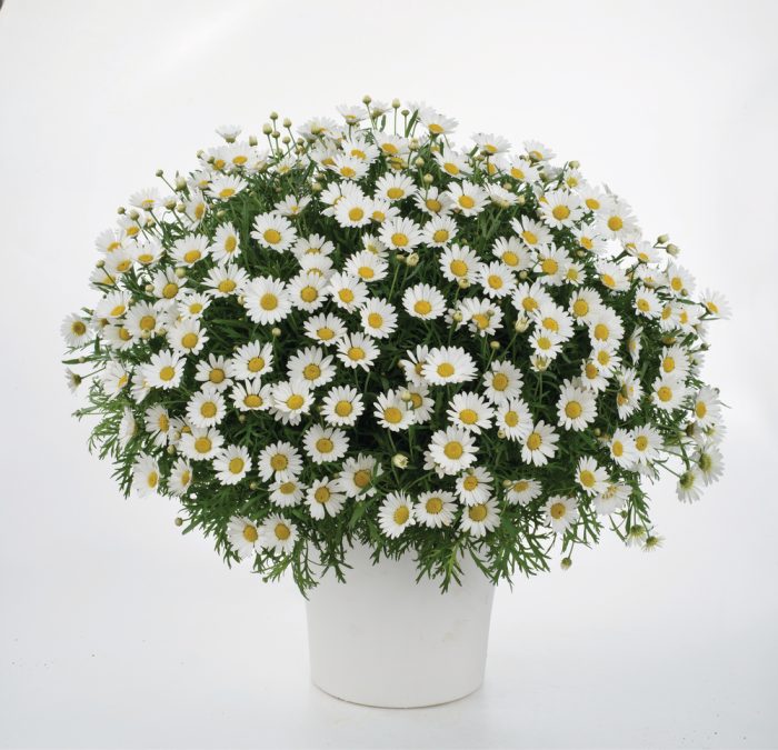 f27fd15c5a992762b47e5bb50a61a170.jpg d5d90aab-f7dd-4093-b8a8-90e1962ca25d