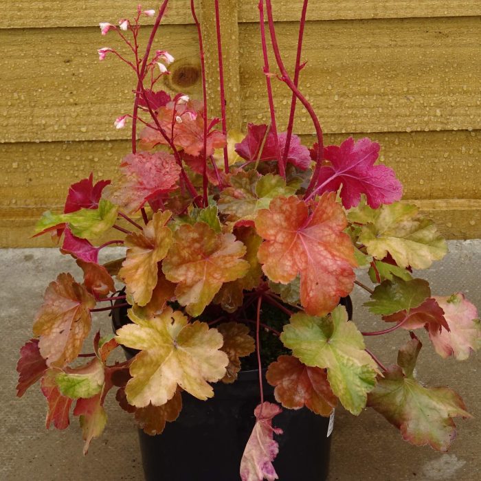 7ac82fc7-5a99-49ef-b7b6-7a7fdd061d9e