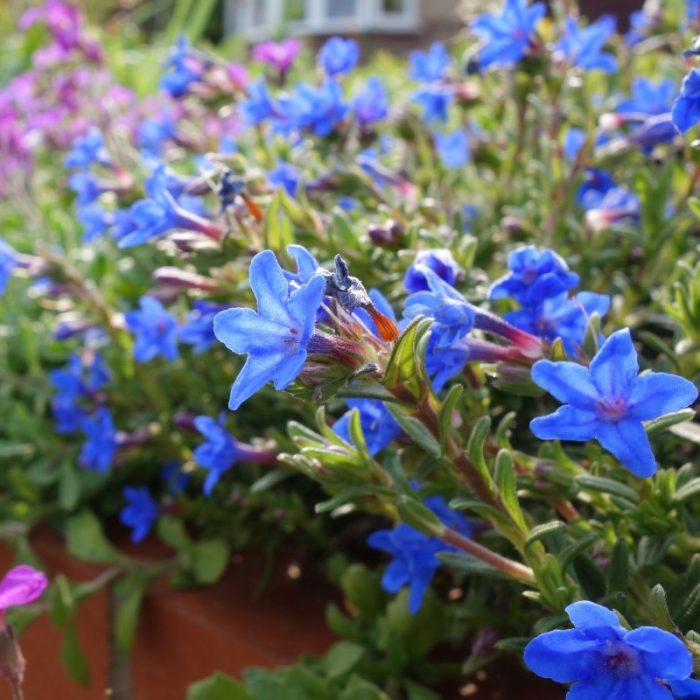 Beautiful,Blue,,Purple,Flowers,Growing,&,Blooming,In,The,Front b9b6dbb5-dbfc-4528-9577-9fee6aa072da