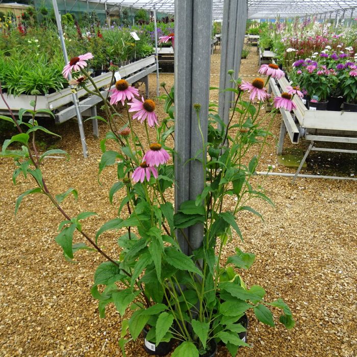 a917bfd2-7647-4f1c-8ca2-8ae62c9c4c7a