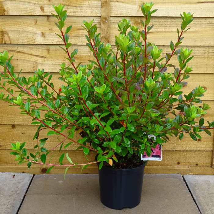 41eecfb6-9e86-43a4-a988-1a0564d8988c