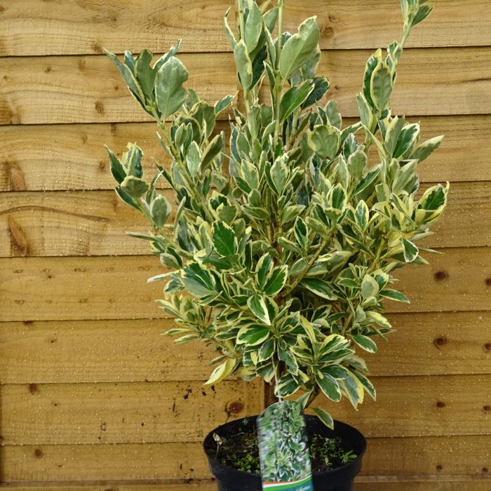 336f5703-7acb-46c4-9583-4f66ea1e91c0