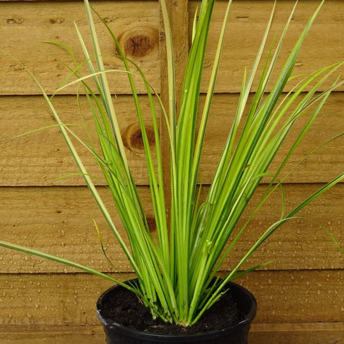 4ed75417-9454-4a3a-b244-306f98e30093