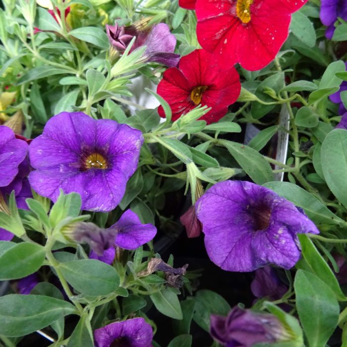 f6ae96ffaaa49ac98c284a49c5d66707.jpg 3477b918-a054-4714-8355-4814b02558bd