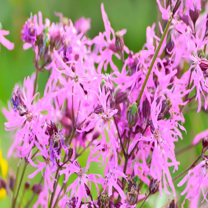 6c0ca902-89e1-4441-a7c5-16d2842c5f3a